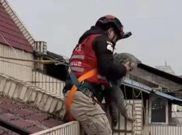 城市里的“猫咪消防员”:8年救下3927只猫,曾一天接到六七个求助 城市里的“猫咪消防员”:8年救下3927只猫,曾一天接到六七个求助