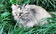 猫假孕可以绝育吗
