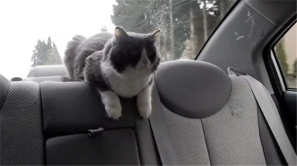猫咪脖子后面有一块硬硬的东西 猫咪脖子后面有一块硬硬的东西