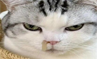 小猫总打喷嚏，是否感染呼吸道疾病​
