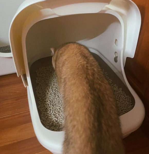 新手猫砂盆挑选技巧:封闭式还是开放式猫砂盆好? 新手猫砂盆挑选技巧:封闭式还是开放式猫砂盆好?