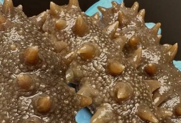 海参的营养价值有哪些? 海参的营养价值有哪些?