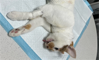 生过小猫的母猫可以绝育吗