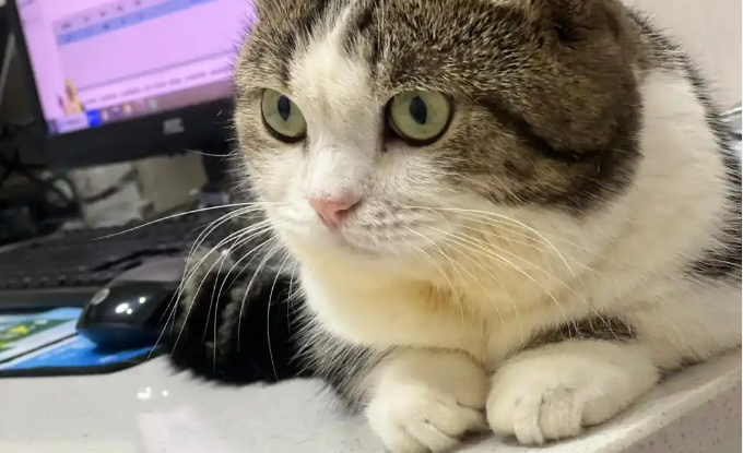 猫传腹的母鸡蹲是什么样子