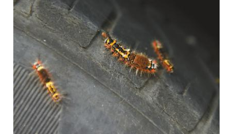 成都街头天降虫雨 一车爬满近百条毛虫 成都街头天降虫雨 一车爬满近百条毛虫