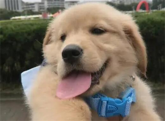 狗狗眼睛睁不开怎么办 狗狗眼睛睁不开怎么办