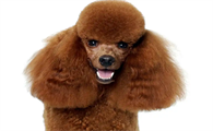 泰迪犬到底有几个品种？真相揭秘！