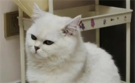 猫吃绿萝会不会中毒
