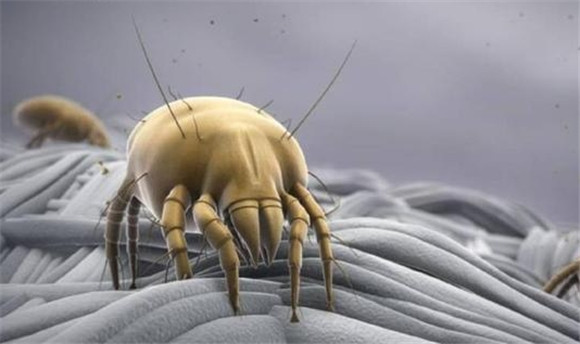 除螨虫最好的药是什么 除螨虫最好的药是什么