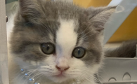 猫打疫苗能吃速诺吗
