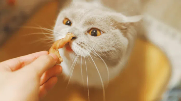 猫零食冻干十大排行榜，铲屎官们速速安排上