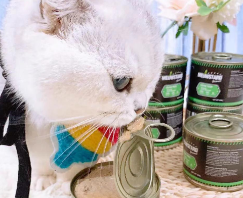 喵达猫罐头：小猫咪的美食新体验