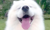 狗狗低血糖抽搐还能养好吗