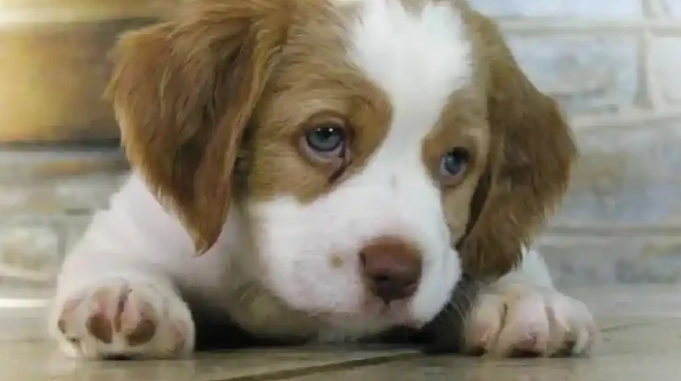 犬瘟狗狗能吃水果么