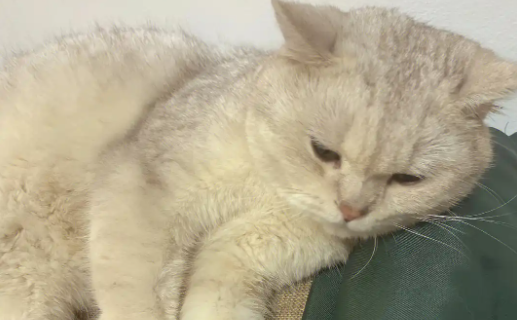 猫咪便秘是什么原因引起的