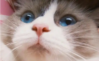 猫可以吃棒棒糖吗