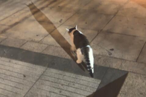 猫咪缺钙会有什么症状 猫咪缺钙会有什么症状