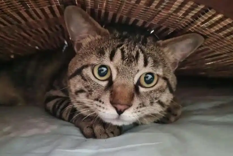 如何预防猫咪驱虫后出现不良反应 如何预防猫咪驱虫后出现不良反应