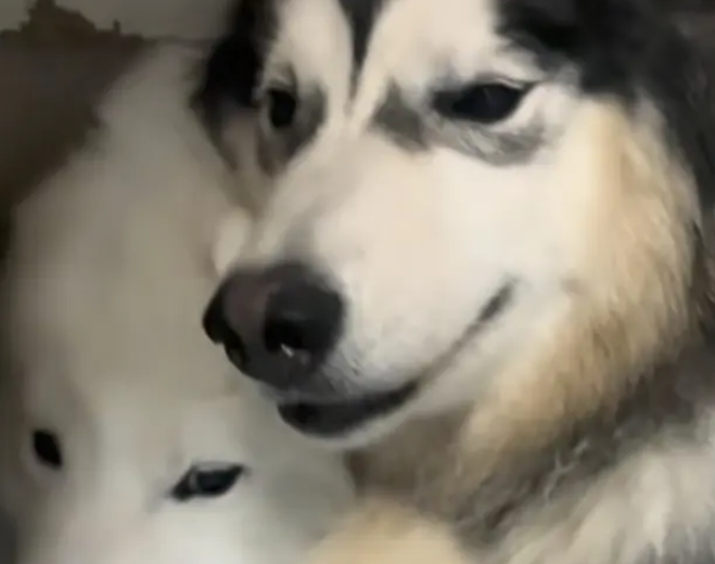 救命!狗子把猫舔成“芒果核”冲上热搜 救命!狗子把猫舔成“芒果核”冲上热搜