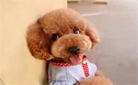 养泰迪犬,这些“宝藏”方法你不能错过