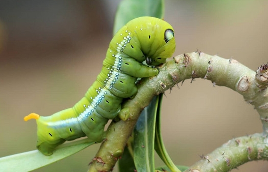 绿色的毛毛虫叫什么 绿色的毛毛虫叫什么