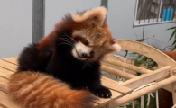 成都哪里能摸小熊猫
