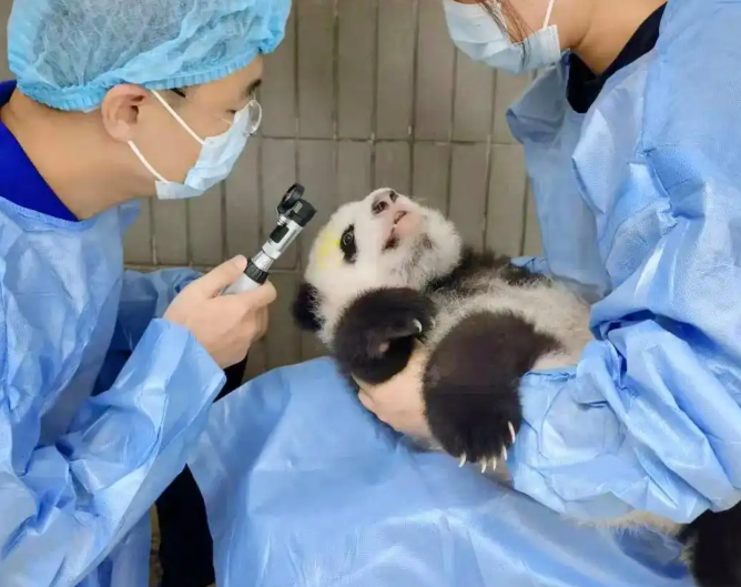 300多只大熊猫挂过他的“专家号” 300多只大熊猫挂过他的“专家号”