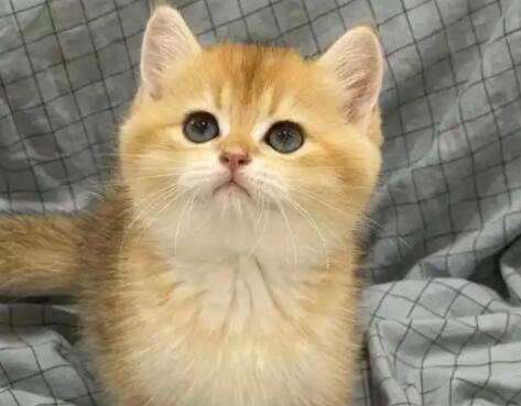 猫咪每天需摄入多少水分 猫咪每天需摄入多少水分