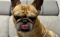 狗狗打完狂犬疫苗状态