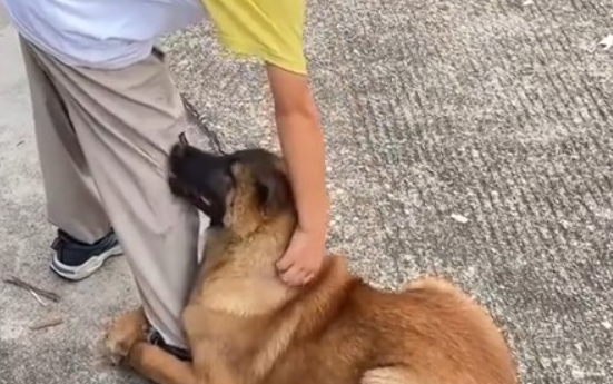 狗狗抱住小男孩就是不走,视频引发热议 狗狗抱住小男孩就是不走,视频引发热议