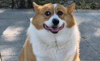 犬用六联高免血清功效