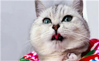 猫鼻炎的症状有哪些