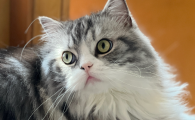 母猫能发腮吗