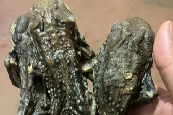 干蟾蜍的吃法 干蟾蜍的吃法