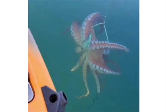 无脊椎动物的智商天花板？“三心”“九脑”的章鱼，智商有多可怕