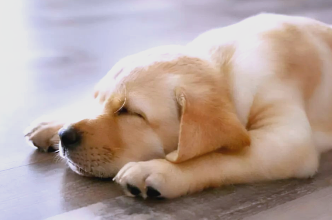 狗耳螨症状具体有哪些表现 狗耳螨症状具体有哪些表现