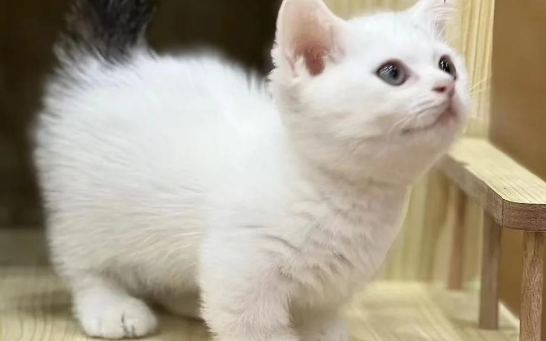 净梵猫,猫界小精灵,温顺又可爱! 净梵猫,猫界小精灵,温顺又可爱!