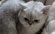 小奶猫吐黄水是怎么回事