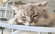 猫便血吃啥药能止血