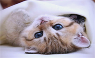 猫肾衰竭有啥症状表现