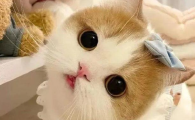 猫咪拉出绦虫是不是很严重