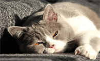 小猫多大断奶好