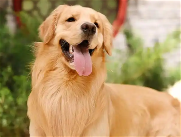 FDA批准犬用口服驱虫药Credelio Quattro，可预防六种寄生虫