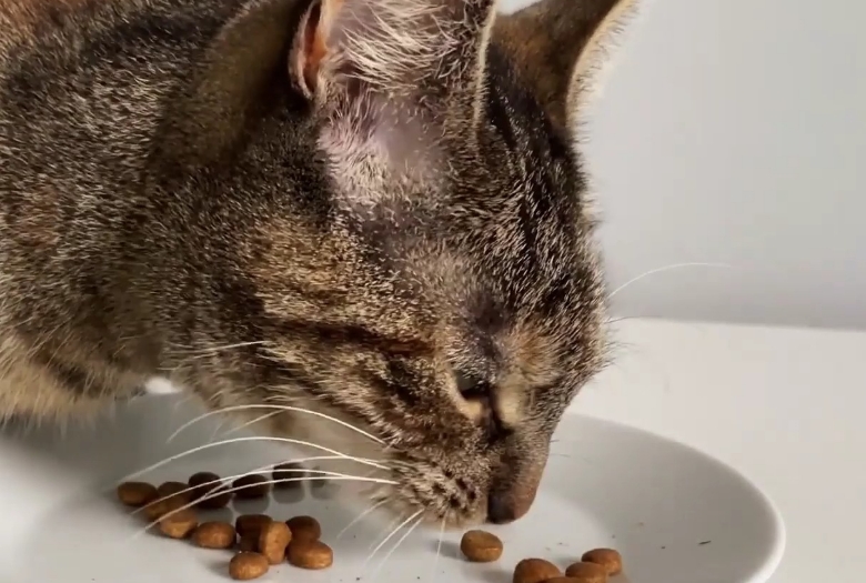 三个月的猫吃猫粮需要泡吗