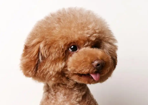 揭开泰迪犬的神秘面纱,看看它有多迷人 揭开泰迪犬的神秘面纱,看看它有多迷人