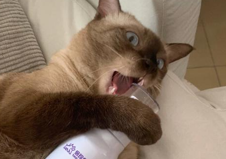 养猫不可少！倍珍保大白瓶除臭效果佳