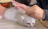 猫咪不出门需要体外驱虫吗