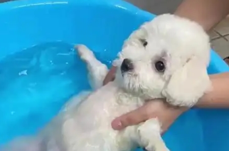 狗狗多大能洗澡 狗狗多大能洗澡