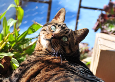 猫肾衰竭如何饮食调理 猫肾衰竭如何饮食调理