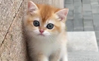猫咪呕吐物里有血丝是怎么了